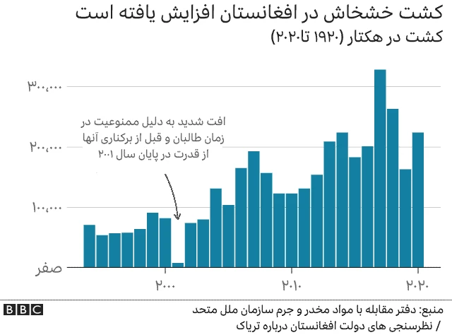 کشت خشخاش در افغانستان
