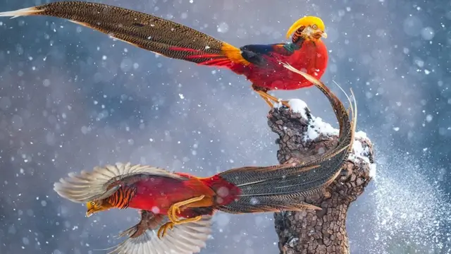 Dois pássaros coloridos, vermelhos e azuis, com grandes penas no rabos, fotografados durante voo sob a neve