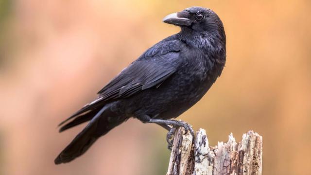 A inteligência dos corvos pode ser mais avançada do que se pensava