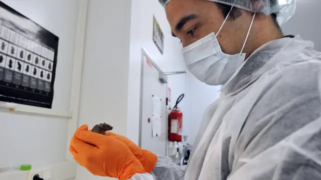 мишеня в лабораторії