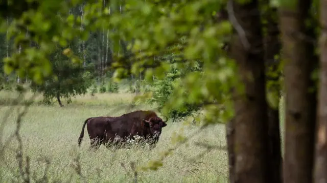 Изюбрь в Беловежской пуще