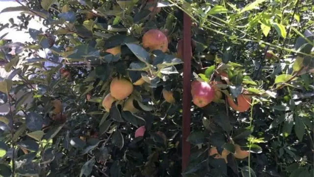 सेब