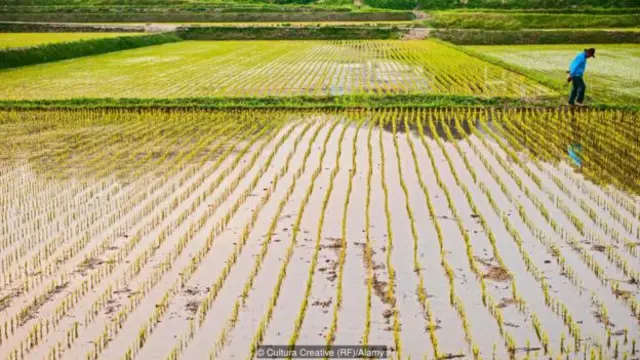 1960年，超过七成的韩国人生活在农村