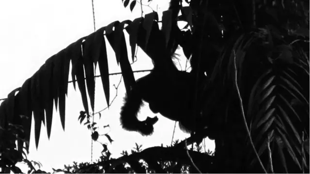 إنسان الغاب