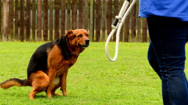 А вы убираете за своим питомцем?