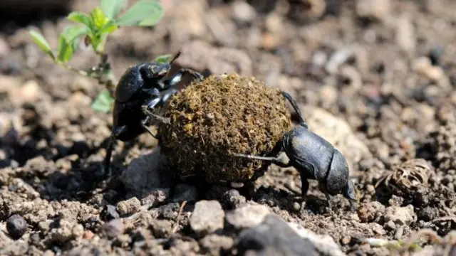یک جفت سوسک سرگین (Gymnopleurus sp)