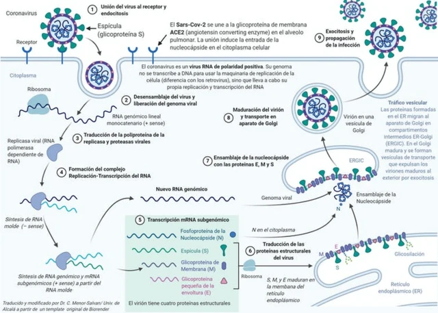 Gráfirco del ciclo de replicación del SARS-CoV-2.