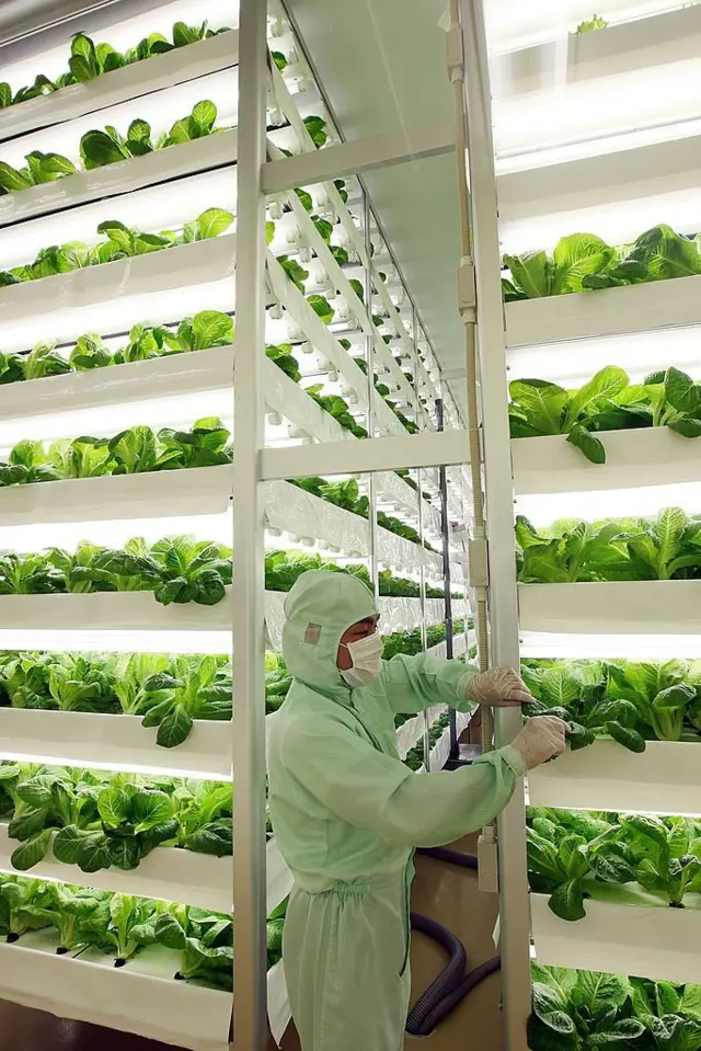Un cultivo vertical en Japón