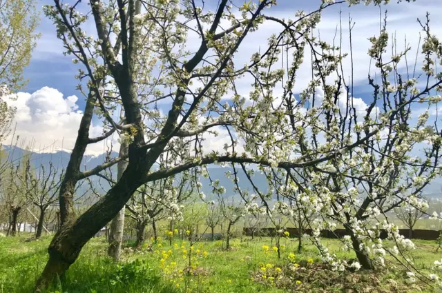 ਕਸ਼ਮੀਰ ਚ ਬਹਾਰ ਦੌਰਾਨ ਖਿੜੇ ਫੁੱਲ