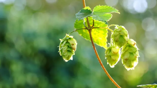 Шишки хмеля