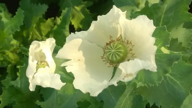 ఓపియం పాపీ