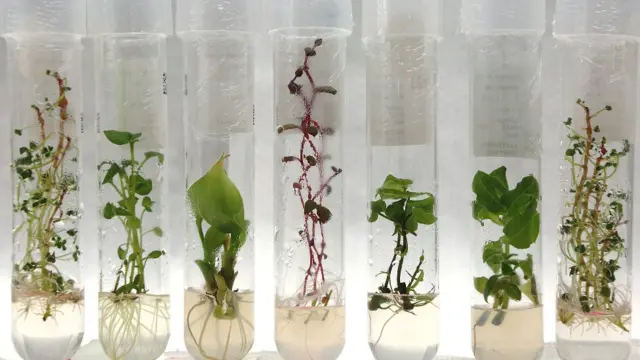 Tubos de ensayo con plántulas de papa en el CIP