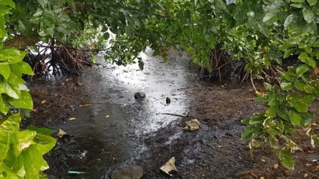 ป่าชายเลนปนเปื้อนน้ำมันรั่ว