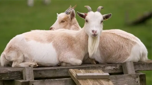 keçilər, araşdırma, Britaniya, xoşbəxt simalı insanlar, insan tanıyan keçilər