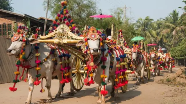 အလှူပွဲအတွက် အလှဆင်ထားတဲ့ နွားလှည်းများ