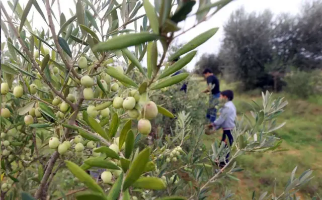 الأراضي المحيطة بترهونة بها العديد من بساتين الزيتون