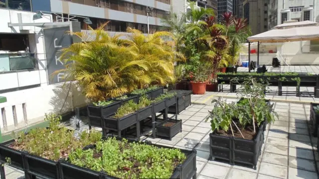 نباتات مزروعة في صناديق خشبية فوق سطح أحد المباني