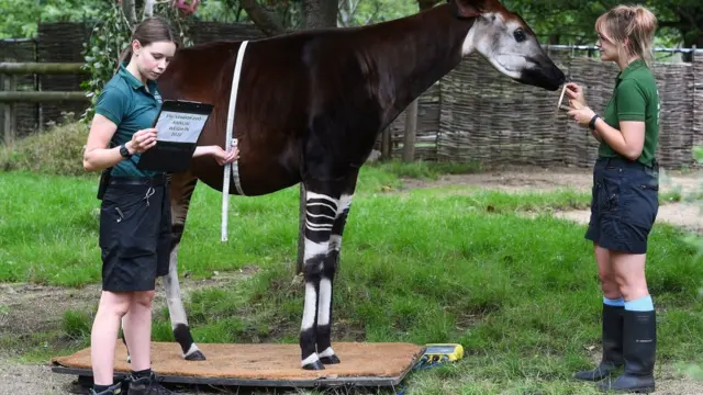 сотрудницы зоопарка взвешивают окапи