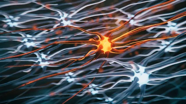 Dibujo de una motoneurona