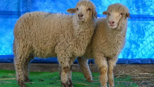 भारतातील पहिली जनुकीय संपादन केलेली मेंढी (उजवीकडे) तिच्या बिगर जनुकीय संपादित जुळ्या बहिणीसोबत एका संरक्षित आवारात राहते.