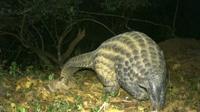 Pangolin