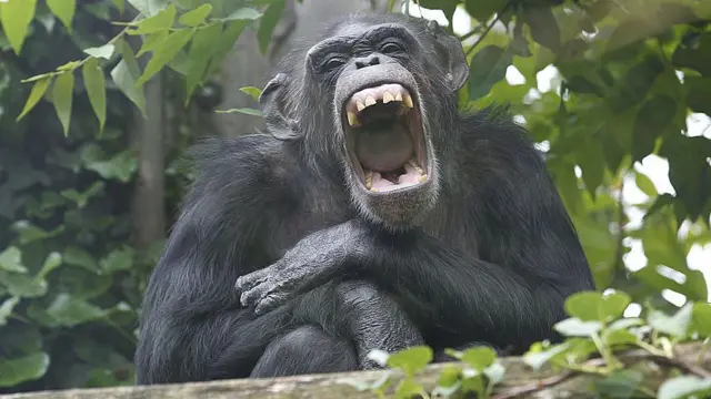 Шимпанзе кричить, широко відкривши рота
