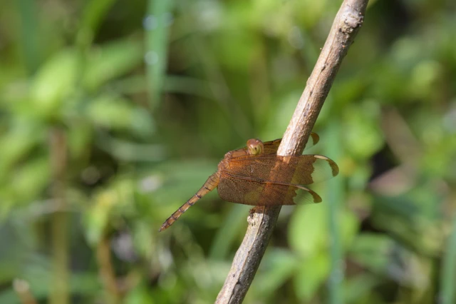 தட்டான்பூச்சி கணக்கெடுப்பு