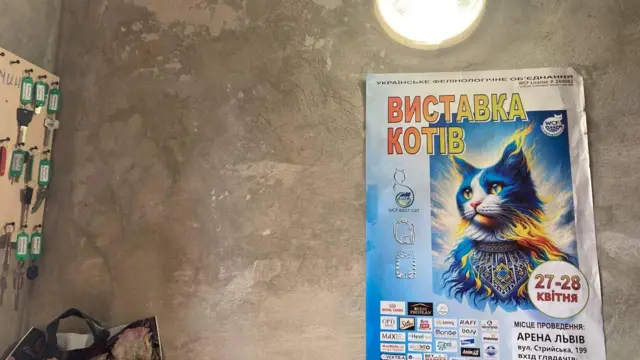 найкраща двірничка Львова, комірчиня, котик