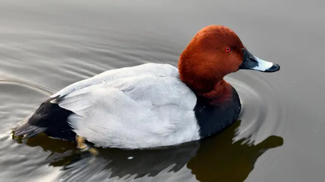 ગુજરાત, પક્ષીઓની ગણતરી, નળસરોવર, પક્ષી સંવર્ધન, જામનગર, થોળ, ગુજરાત વનવિભાગ, બીબીસી ગુજરાતી