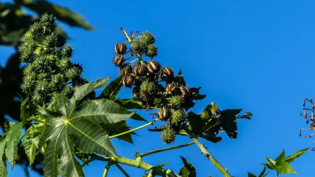 ఆముదం మొక్క