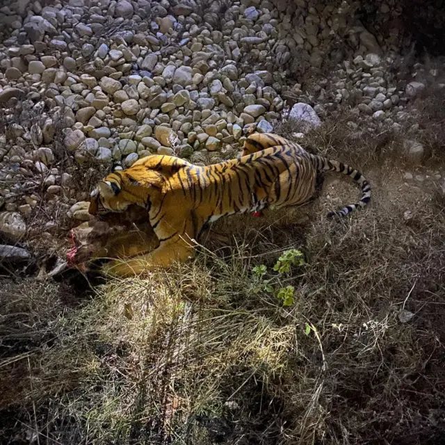 मकवानपुरको मनहरिमा डार्ट गरिएको बाघ