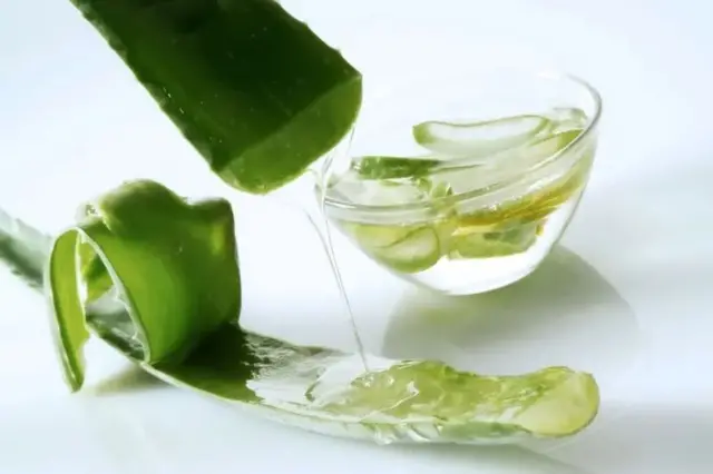 Di clear mucilage gel found in im large leaves.