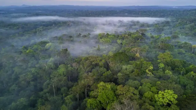 Floresta amazônica