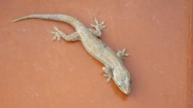 બીબીસી ગુજરાતી ગરોળી પૂંછડી જીવજંતુ વિજ્ઞાન સંશોધન