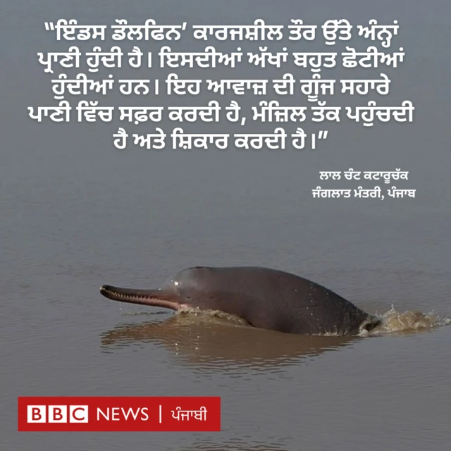 ਡੌਲਫਿਨ
