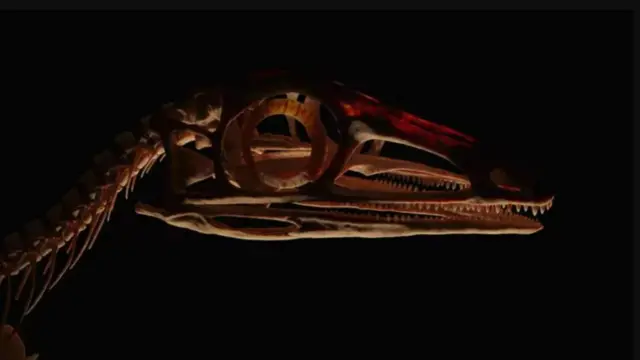 Scleromochlus