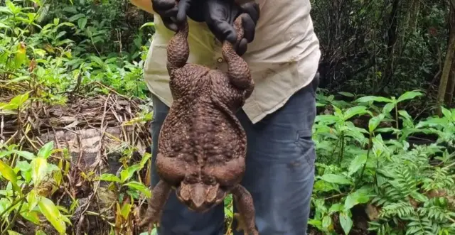 கேன் தேரை