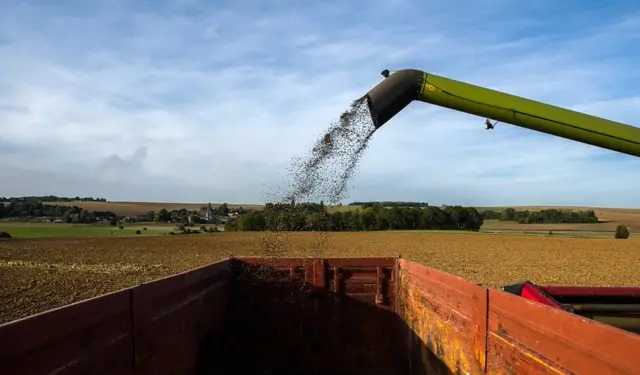 Un champ de tournesol