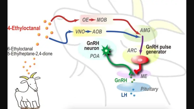 Ilustrasi ketika 4-etioloktanal terendus kambing betina.