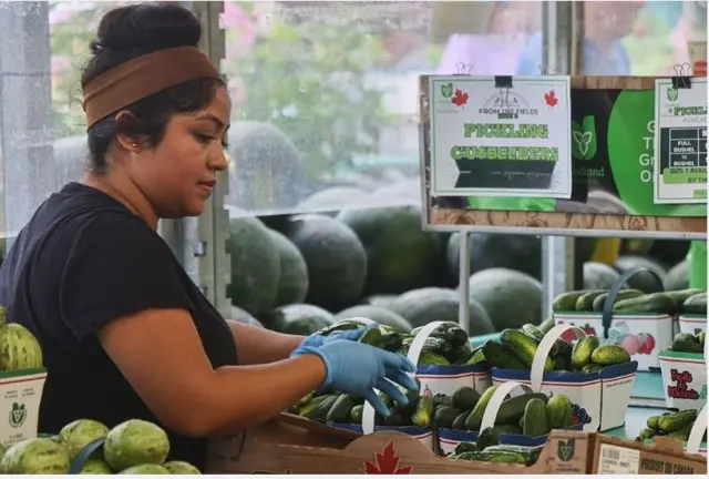 Nwaanyi na-ekpokọba kukumba