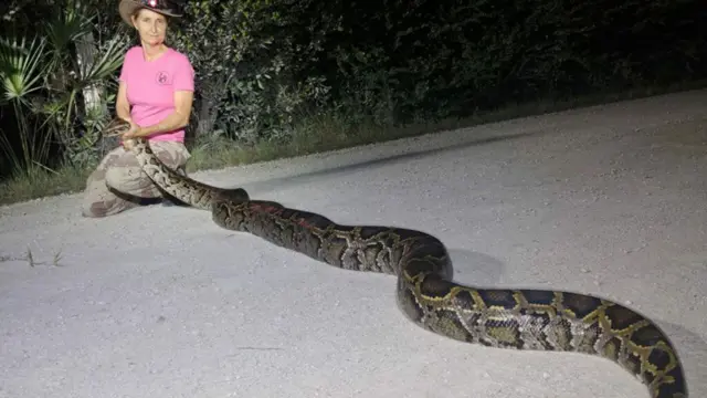 மலைப்பாம்பு