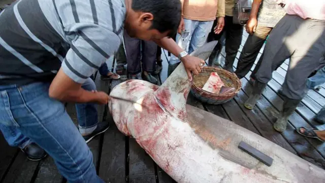 షార్క్ చేపలు, చేపల వేట, తమిళనాడు, మత్స్యకారులు, షార్క్ రెక్కల అక్రమ రవాణా