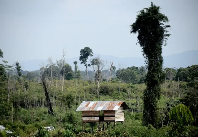 orang rimba