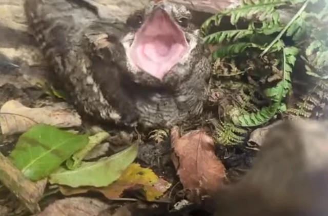 Una captura de pantalla del video del chotacabras del pájaro con su gran boca abierta.
