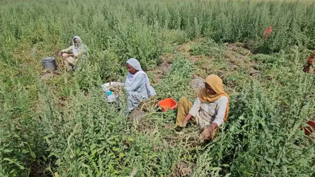 ਔਰਤਾਂ, ਖੇਤ