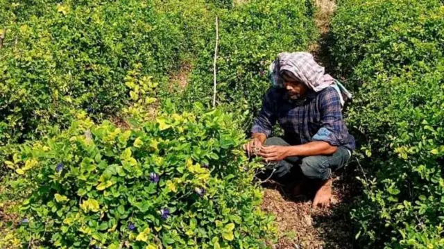 బటర్ ఫ్లై పీ, శంఖు పూలు