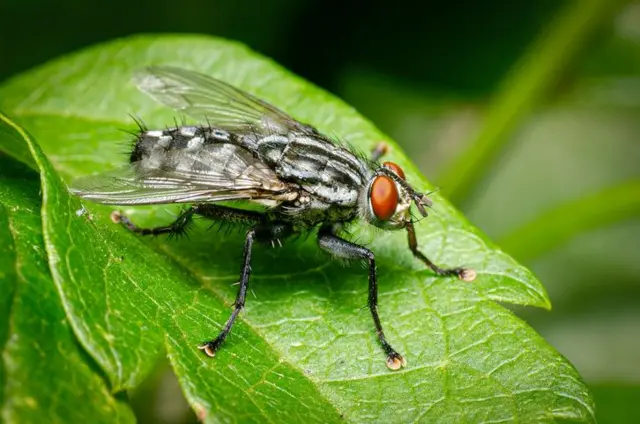 માખીની વિશેષતા