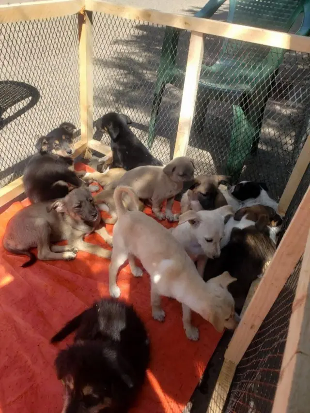 Saroota Feevan mallasaa kunuunsitu