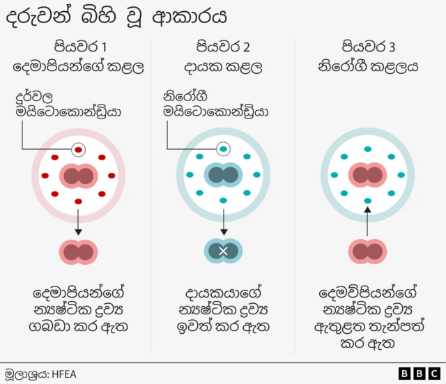 Graphic showing a red circular representation of an embryo with unhealthy, oval, mitochondria inside that has the nuclear material - a joined pair of circles - removed. The next step is blue representing a healthy donor with healthy mitochondria and their nuclear material is also removed. Step three shows the nuclear material removed in step 1 being placed inside the healthy embryo