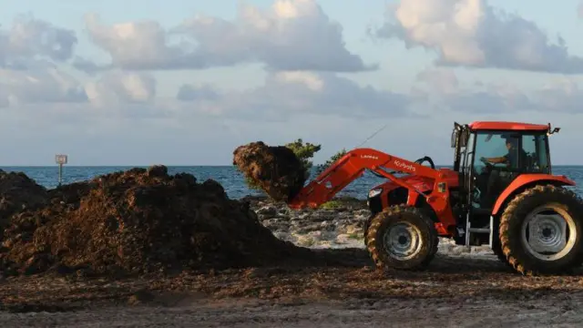 समुद्री शैवाल सरगैसम